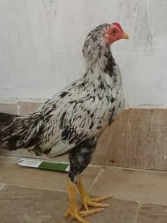 aseep muraga sirf 2000 ka