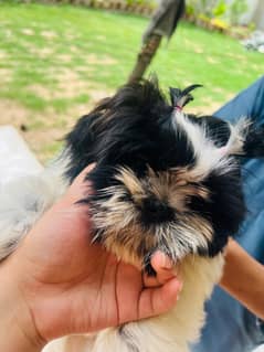 Shitzu puppy 3 months