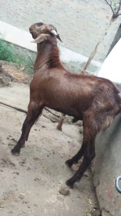 Bakra