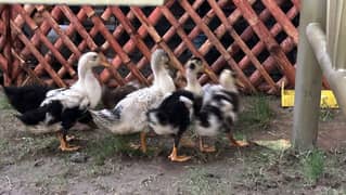 Cute Ducks 45 days old