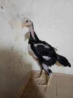 Black O Shamo