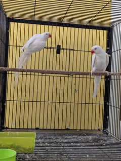 White ringneck