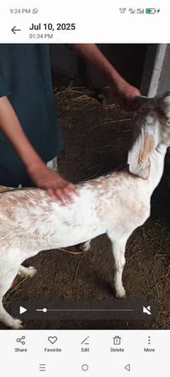 Ghabban female for sale