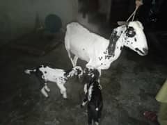goats