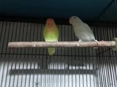 creamino albino breadr setup for sale