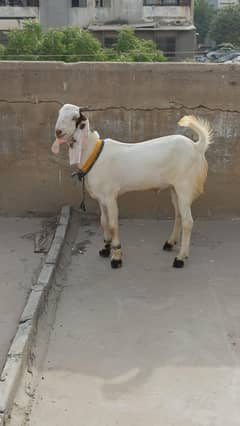 male kid is now available for sale