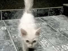 Persian cat 1 month 20 day