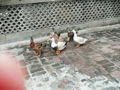 duck male female
