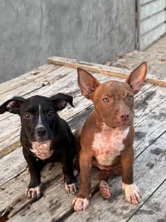 America pitbull/both female