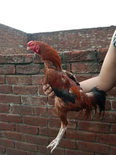 Aseel Murga and murgi