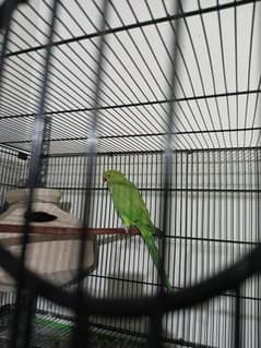 ring neck pair for sale