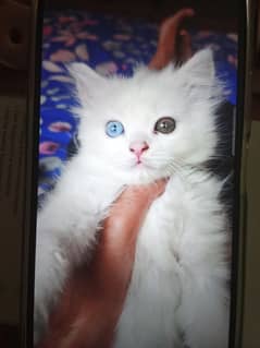 persian kitten