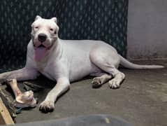 Dogo Argentino for stud