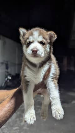 Siberian Husky|Female Puppy|Brown Color
