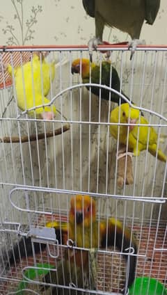 Hand tamed parrots