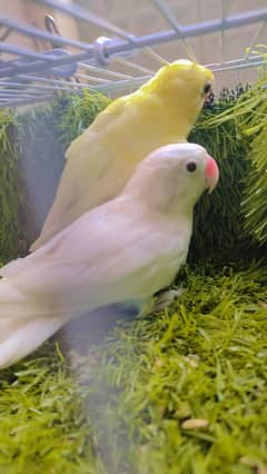 Love Bird Albino, Decino, Blue Fisher Split Eino