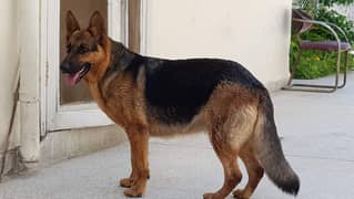 German shepherd female breeder urgent sale