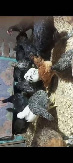 2.5 month  and one month serious buyer contact  including vaccine