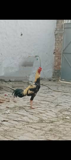 aseel murga good breed
