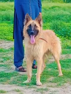Belgium Shepherd male full security dog for sale available