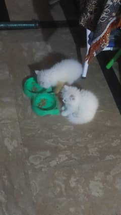Male female kitten 50days old