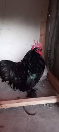 japanese bantam
