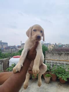 Pure Labrador puppy for urgent sale