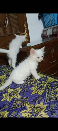 cat kittens for sale dubel coteed pure white colour full trand
