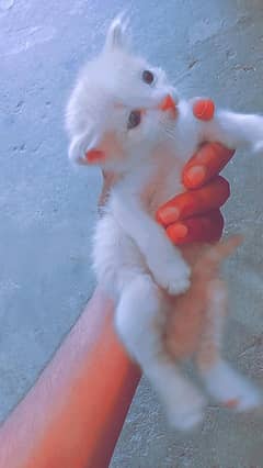 for