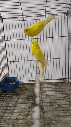 Red eyes breeder pair