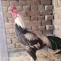 Aseel