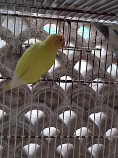 Lovebirds,Decino,Albino,Pastelino,Albino