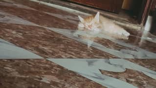 orang kitten