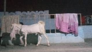 pure gulabi male female