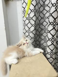 Peke