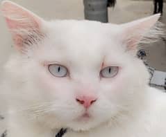 Russian male pure white and pure white eyes