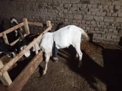 Bakra