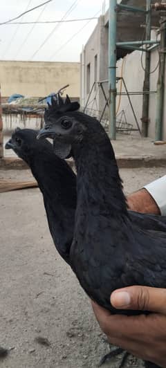 Black Ayam Cemani