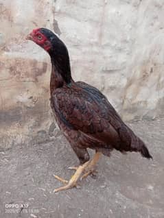 aseel madi for sale