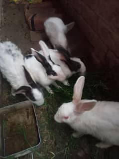 Rabbits