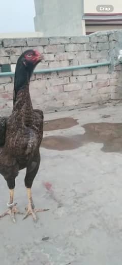 Shamo trio and eggs