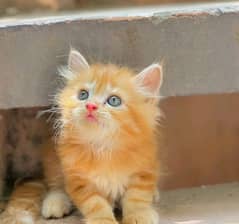 cat go watsap number 0340-7511903