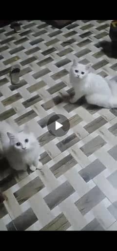 Persian cats