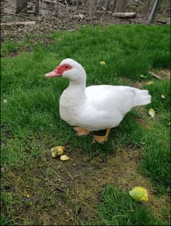 white muscovy duck Mug pair