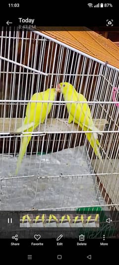 Ringneck and small fish equriaum