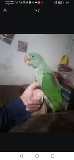 i want to sale my tamed raw perrot