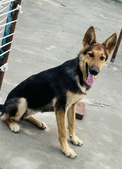 German Shepherd