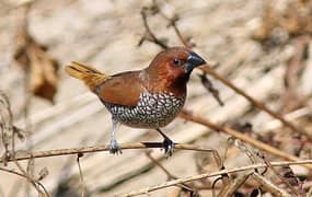 scaly breast finch pairs available