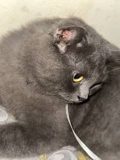 Grey