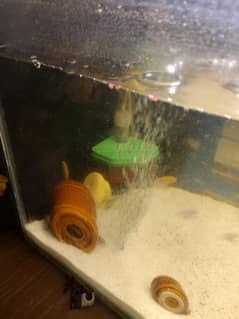 chicklet fish family 12 peace hai